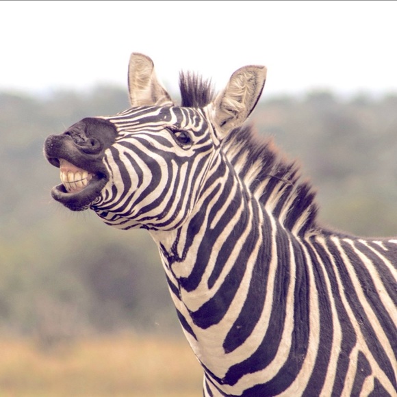 Coming soon: Old Navy Striped fleece scarf - set of 2 - Picture 1 of 1
